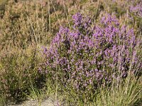 Flowering heather  between plants finished flowering : flora, floral, flower, flowers, growth, heath, heather, natural, nature, purple, summer, summertime