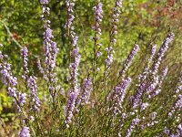 Flowering heather plant (Calluna vulgaris)  Flowering heather plant (Calluna vulgaris) : blooming, calluna vulgaris, flora, floral, flower, flowering, flowers, heath, heather, in bloom, in flower, natural, nature, plant, purple, summer, summertime, vascular plant