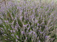 Flowering heather plant (Calluna vulgaris)  Flowering heather plant (Calluna vulgaris) : blooming, calluna vulgaris, flora, floral, flower, flowering, flowers, heath, heather, in bloom, in flower, natural, nature, plant, purple, summer, summertime, vascular plant