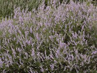 Calluna vulgaris 115, Struikheide, Saxifraga-Willem van Kruijsbergen