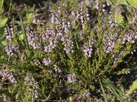 Calluna vulgaris 116, Struikheide, Saxifraga-Willem van Kruijsbergen