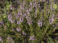 Calluna vulgaris 117, Struikheide, Saxifraga-Willem van Kruijsbergen