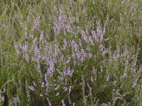 Calluna vulgaris 118, Struikheide, Saxifraga-Willem van Kruijsbergen