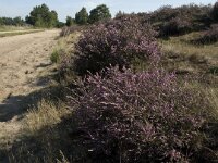 Calluna vulgaris 15, Struikhei, Saxifraga-Jan van der Straaten