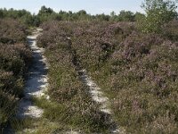 Calluna vulgaris 18, Struikhei, Saxifraga-Jan van der Straaten