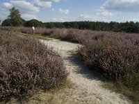 Calluna vulgaris 2, Struikhei, Saxifraga-Marijke Verhagen