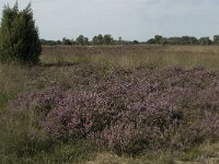 Calluna vulgaris 21, Struikhei, Saxifraga-Jan van der Straaten