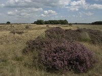 Calluna vulgaris 23, Struikhei, Saxifraga-Jan van der Straaten