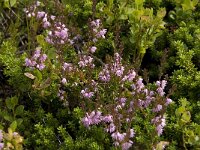 Calluna vulgaris 25, Struikhei, Saxifraga-Willem van Kruijsbergen