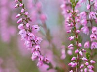 Abstracte close up  Abstracte close up van de bloemen Struikheide : Calluna vulgaris, Struikheide, bloem, close up, hei, heide, macro, natuur, paars, plant, roze, zomer