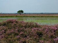 Calluna vulgaris 3, Struikhei, Saxifraga-Hans Dekker