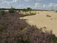 Calluna vulgaris 30, Struikhei, Saxifraga-Marijke Verhagen