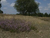 Calluna vulgaris 31, Struikhei, Saxifraga-Jan van der Straaten