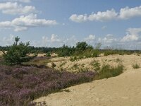 Calluna vulgaris 33, Struikhei, Saxifraga-Marijke Verhagen