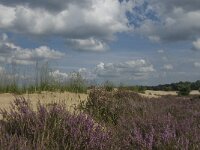 Calluna vulgaris 35, Struikhei, Saxifraga-Marijke Verhagen