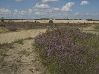 Calluna vulgaris 38, Struikhei, Saxifraga-Marijke Verhagen