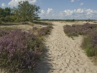 Calluna vulgaris 39, Struikhei, Saxifraga-Marijke Verhagen