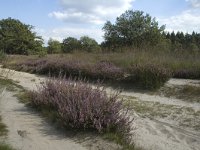 Calluna vulgaris 4, Struikhei, Saxifraga-Marijke Verhagen