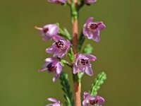 Calluna vulgaris 40, Struikhei, Saxifraga-Hans Dekker