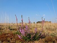 Calluna vulgaris 41, Struikhei, Saxifraga-Hans Dekker