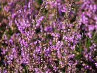 Calluna vulgaris 42, Struikhei, Saxifraga-Bart Vastenhouw