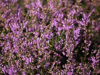 Calluna vulgaris 43, Struikhei, Saxifraga-Bart Vastenhouw