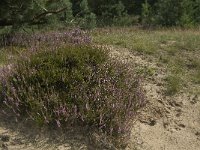 Calluna vulgaris 45, Struikhei, Saxifraga-Jan van der Straaten
