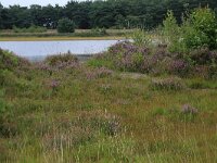 Calluna vulgaris 59, Struikhei, Saxifraga-Hans Boll