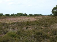 Calluna vulgaris 61, Struikhei, Saxifraga-Hans Boll