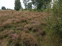 Calluna vulgaris 62, Struikhei, Saxifraga-Hans Boll