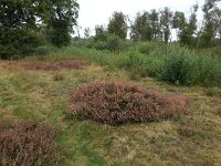 Calluna vulgaris 63, Struikhei, Saxifraga-Hans Boll