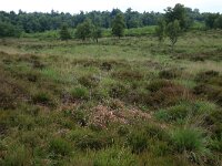 Calluna vulgaris 64, Struikhei, Saxifraga-Hans Boll