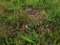 Calluna vulgaris 67, Struikhei, Saxifraga-Hans Boll