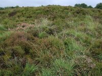 Calluna vulgaris 69, Struikhei, Saxifraga-Hans Boll