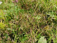 Calluna vulgaris 7, Struikhei, Saxifraga-Jan van der Straaten