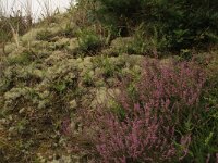 Calluna vulgaris 70, Struikhei, Saxifraga-Hans Boll