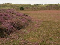 Calluna vulgaris 71, Struikhei, Saxifraga-Hans Boll