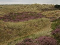 Calluna vulgaris 72, Struikhei, Saxifraga-Hans Boll