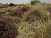 Calluna vulgaris 73, Struikhei, Saxifraga-Hans Boll