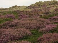 Calluna vulgaris 74, Struikhei, Saxifraga-Hans Boll