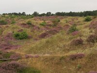 Calluna vulgaris 75, Struikhei, Saxifraga-Hans Boll