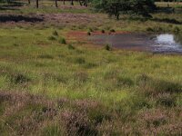 Calluna vulgaris 77, Struikhei, Saxifraga-Hans Boll