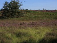 Calluna vulgaris 78, Struikhei, Saxifraga-Hans Boll