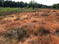 Calluna vulgaris 79, Struikhei, Saxifraga-Hans Boll