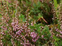 Calluna vulgaris 8, Struikhei, Saxifraga-Jan van der Straaten