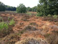 Calluna vulgaris 81, Struikhei, Saxifraga-Hans Boll