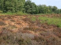 Calluna vulgaris 82, Struikhei, Saxifraga-Hans Boll