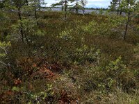 Calluna vulgaris 83, Struikhei, Saxifraga-Hans Boll