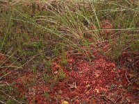 Calluna vulgaris 84, Struikhei, Saxifraga-Hans Boll