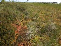 Calluna vulgaris 87, Struikhei, Saxifraga-Hans Boll